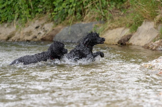 Adele und Ellis im Wasser