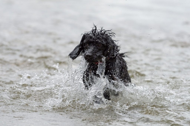 Ellis im Wasser