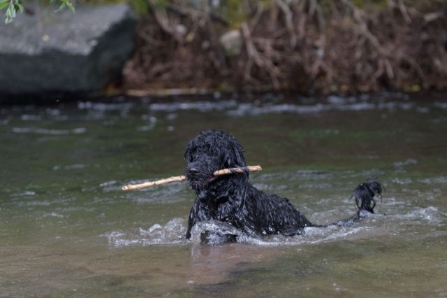 Ellis mit Stock im Wasser