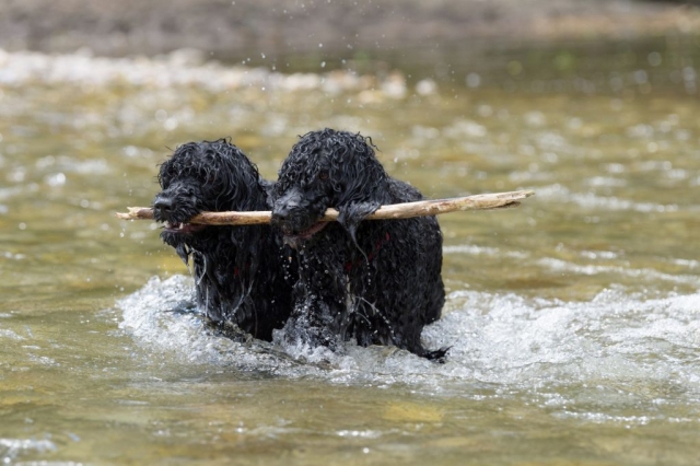 Ellis und Adele mit Stock im Wasser